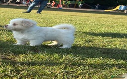 Mixed Breed dogs for sale: Shih Tzu-pomeranian - Image 6