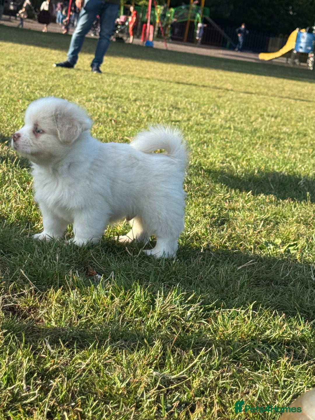 Mixed Breed dogs for sale: Shih Tzu-pomeranian - Image 6