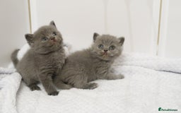 British Shorthair cats for sale: 🐾Pedigree British Shorthair Kittens – GCCF REG🐾 - Image 9