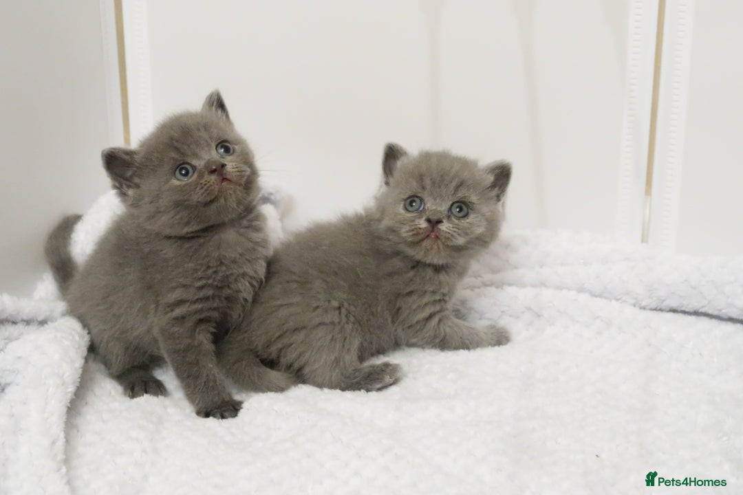 British Shorthair cats for sale: 🐾Pedigree British Shorthair Kittens – GCCF REG🐾 - Image 9