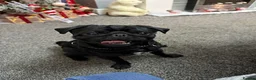 Pug dogs for stud: Frankie the black pug  in Barnsley - Advert 9