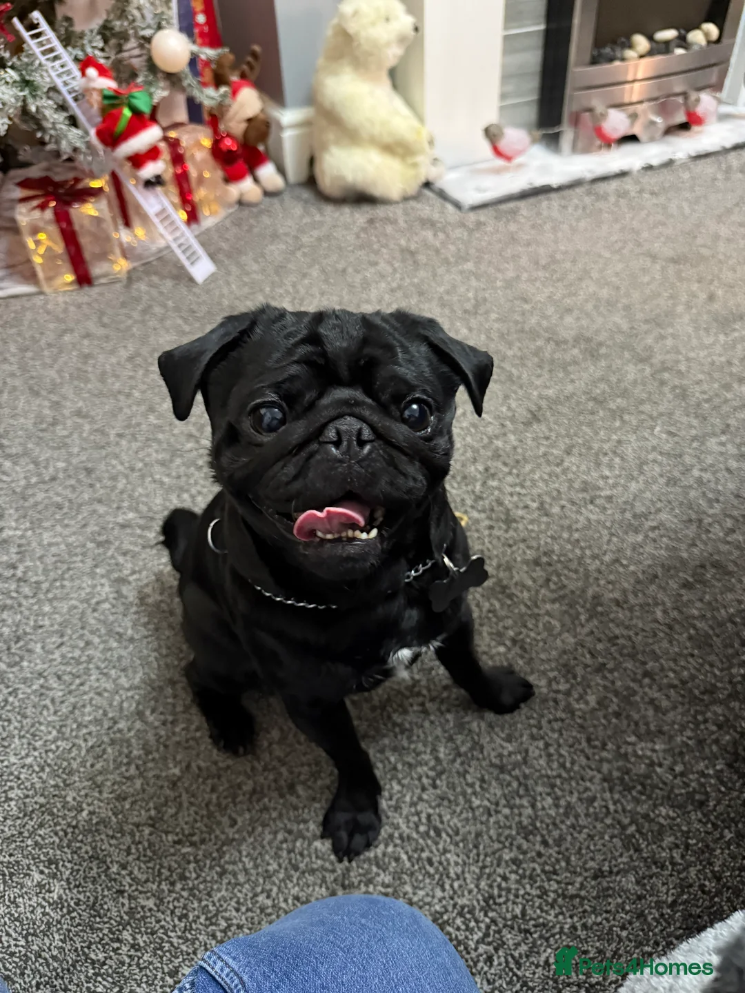 Pug dogs for stud: Frankie the black pug  in Barnsley - Advert 9