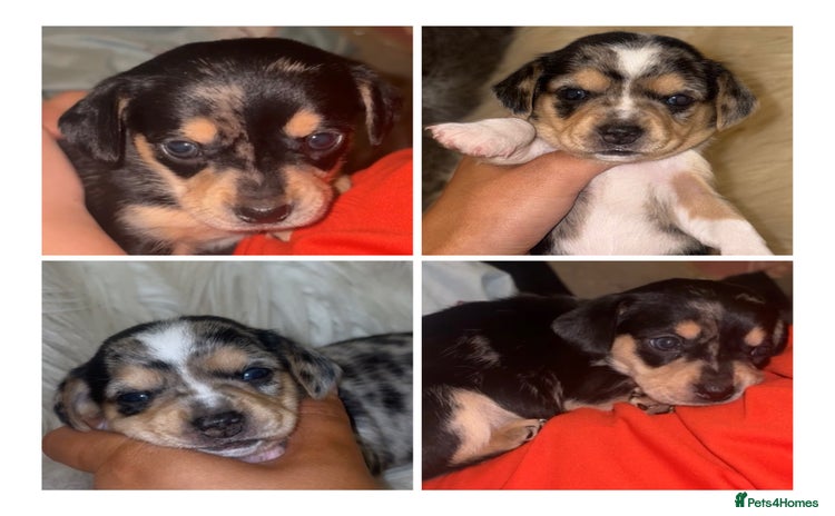 Chiweenie dogs - Advert 16