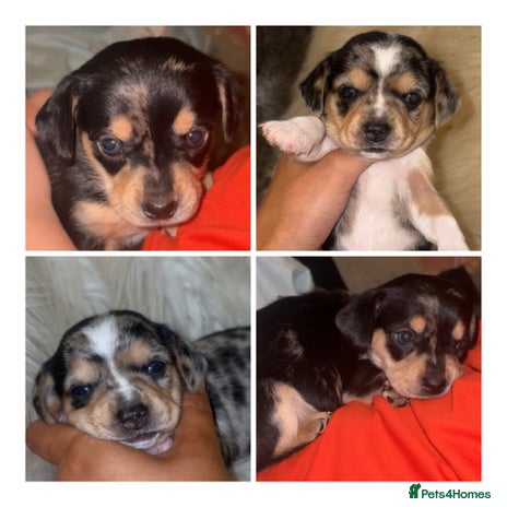 Chiweenie dogs - Advert 2