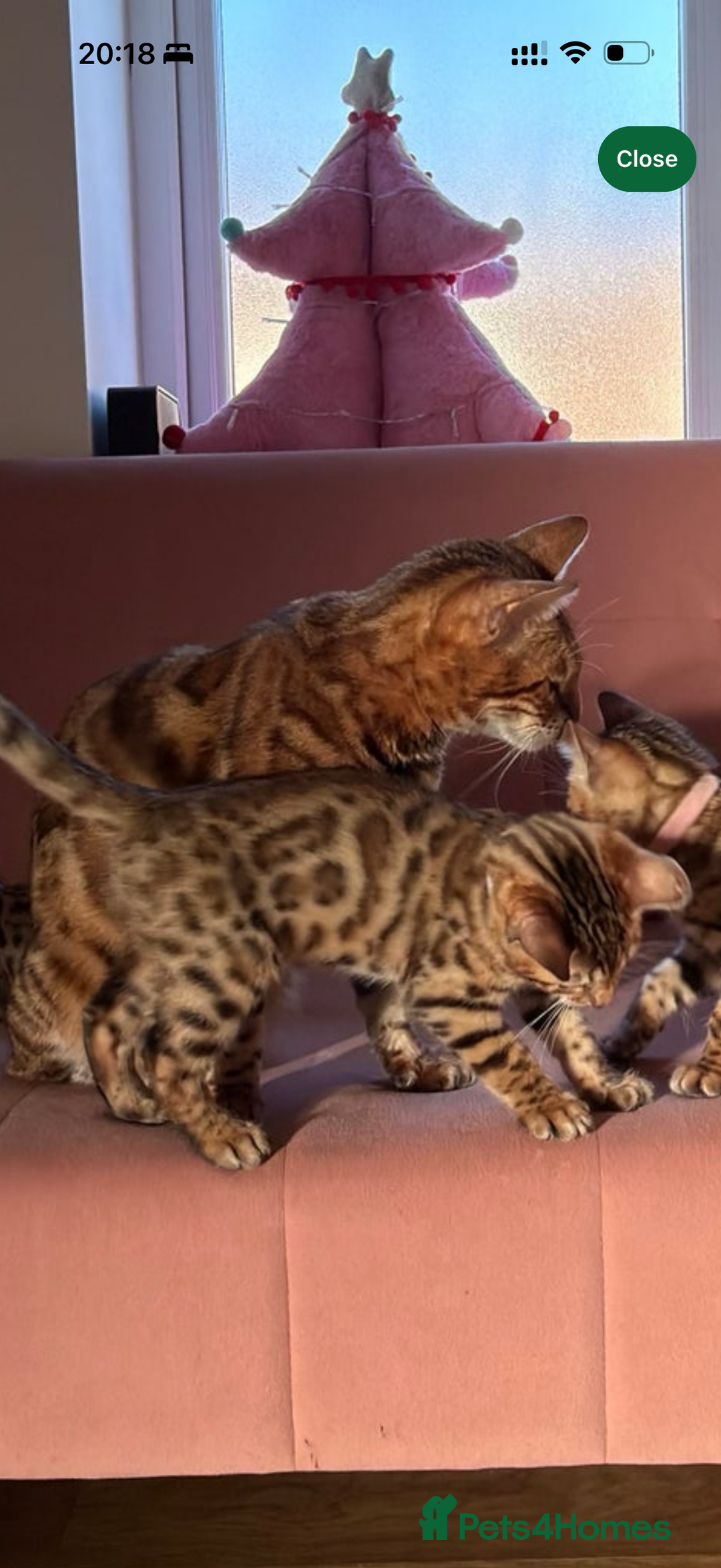 Bengal cats for sale: TICA Female Brown Golden Bengal - Advert 5