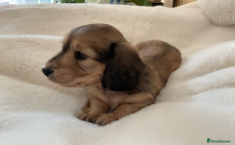 Miniature Dachshund dogs - Advert 1