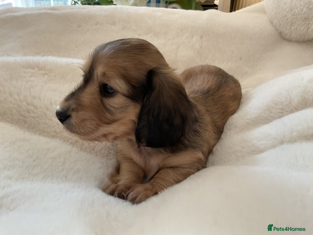 Miniature Dachshund dogs - Advert 1