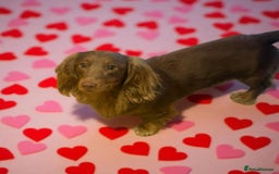 Miniature Dachshund dogs for stud:  STUD ONLY miniature dachshund   - Image 2