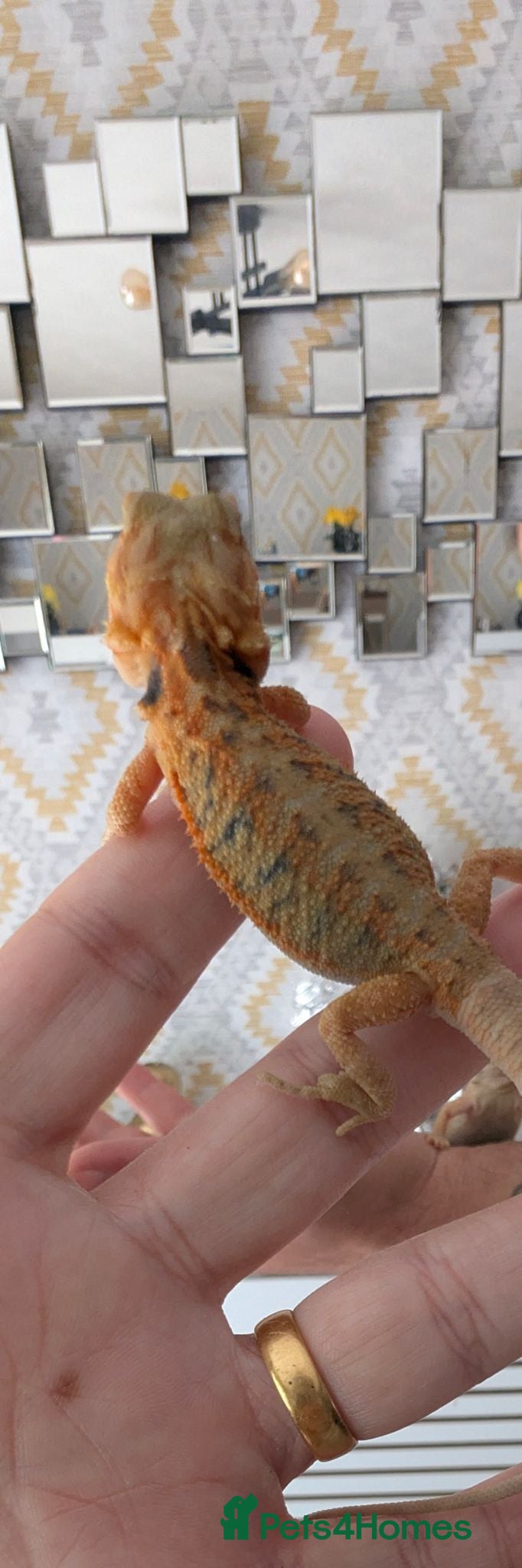 Bearded Dragon reptiles Hand tame - Advert 4