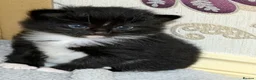 Mixed Breed cats for sale: Kittens Looking for Their Forever Homes 🐾 - Advert 6