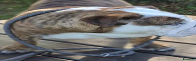 English Bulldog 1