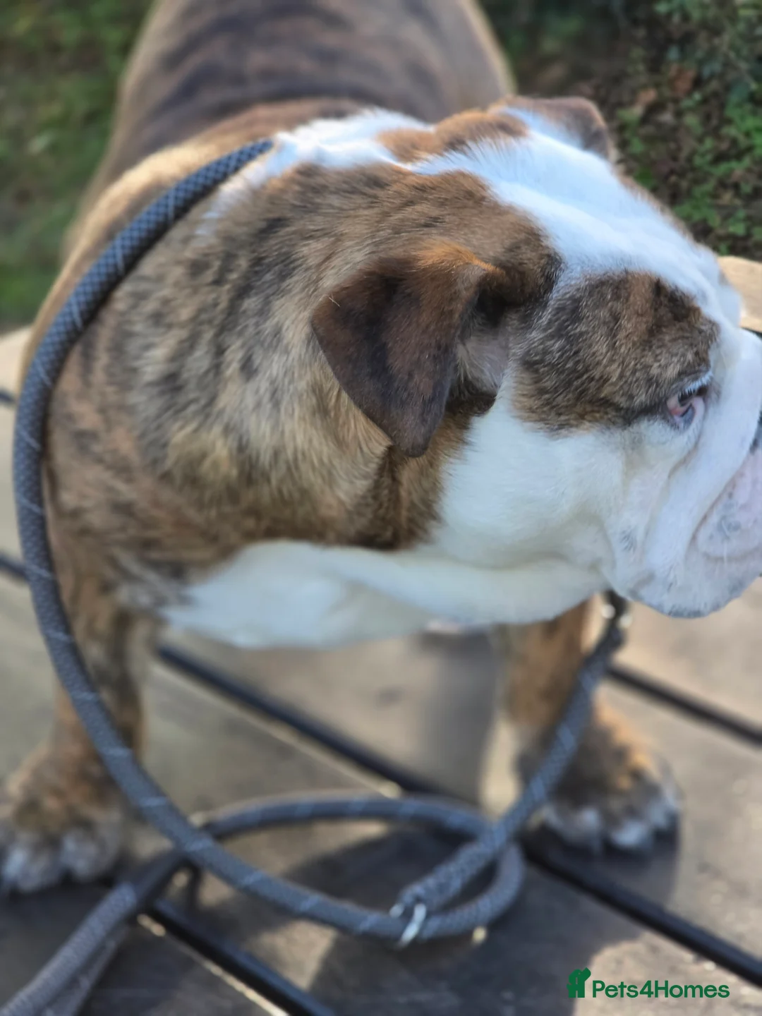 English Bulldog dogs for sale: Kc kennel club bulldog  - Advert 1