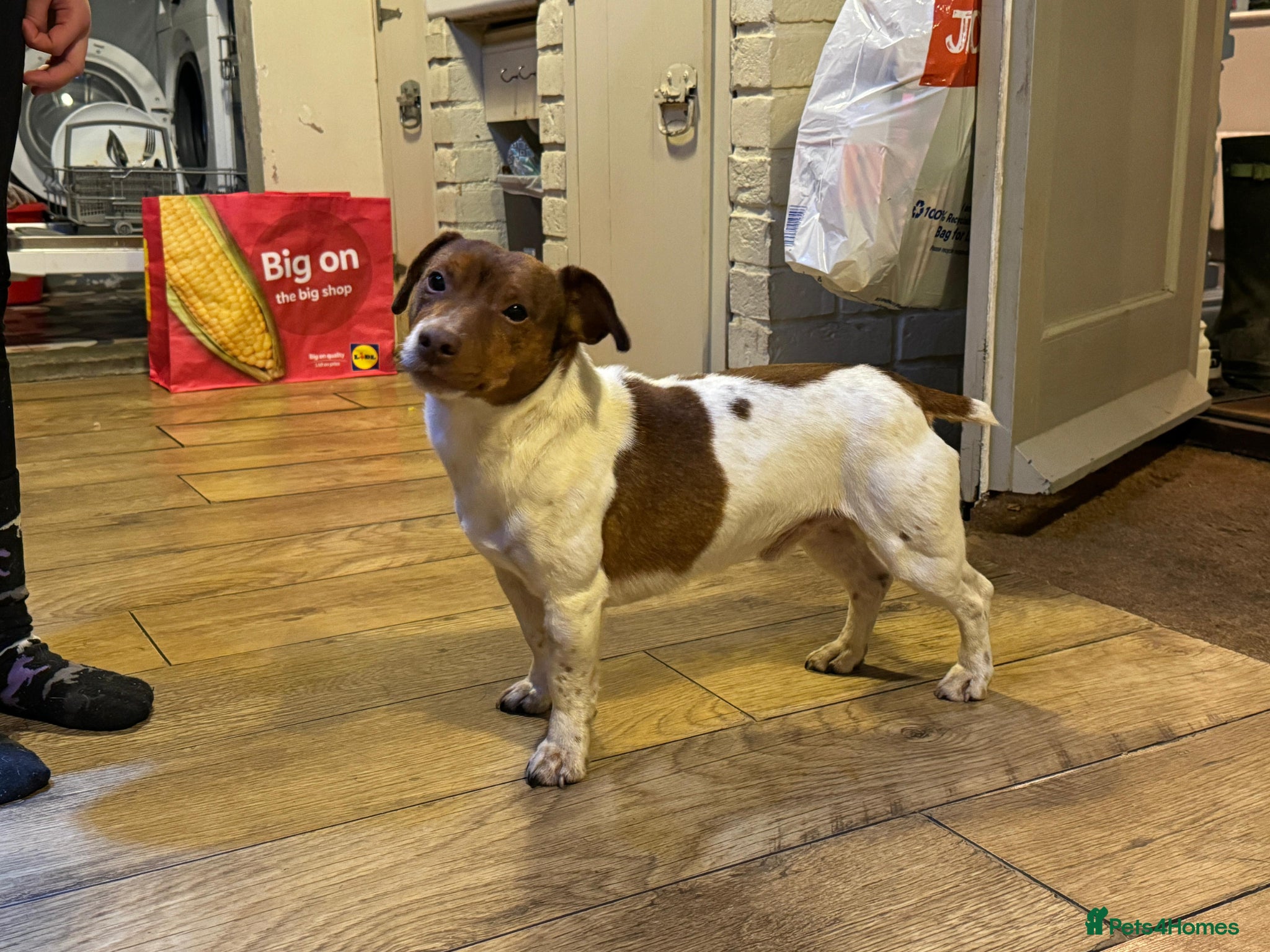 Jack Russell dogs Barry! - Advert 1