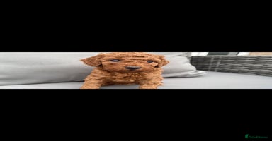 Miniature Poodle dogs - Advert 4