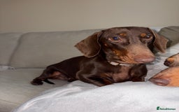 Miniature Dachshund dogs for sale: Female Choc & Tan Miniature Dachshund - Image 6