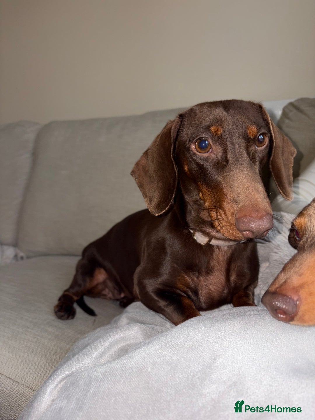 Miniature Dachshund dogs for sale: Female Choc & Tan Miniature Dachshund - Image 6
