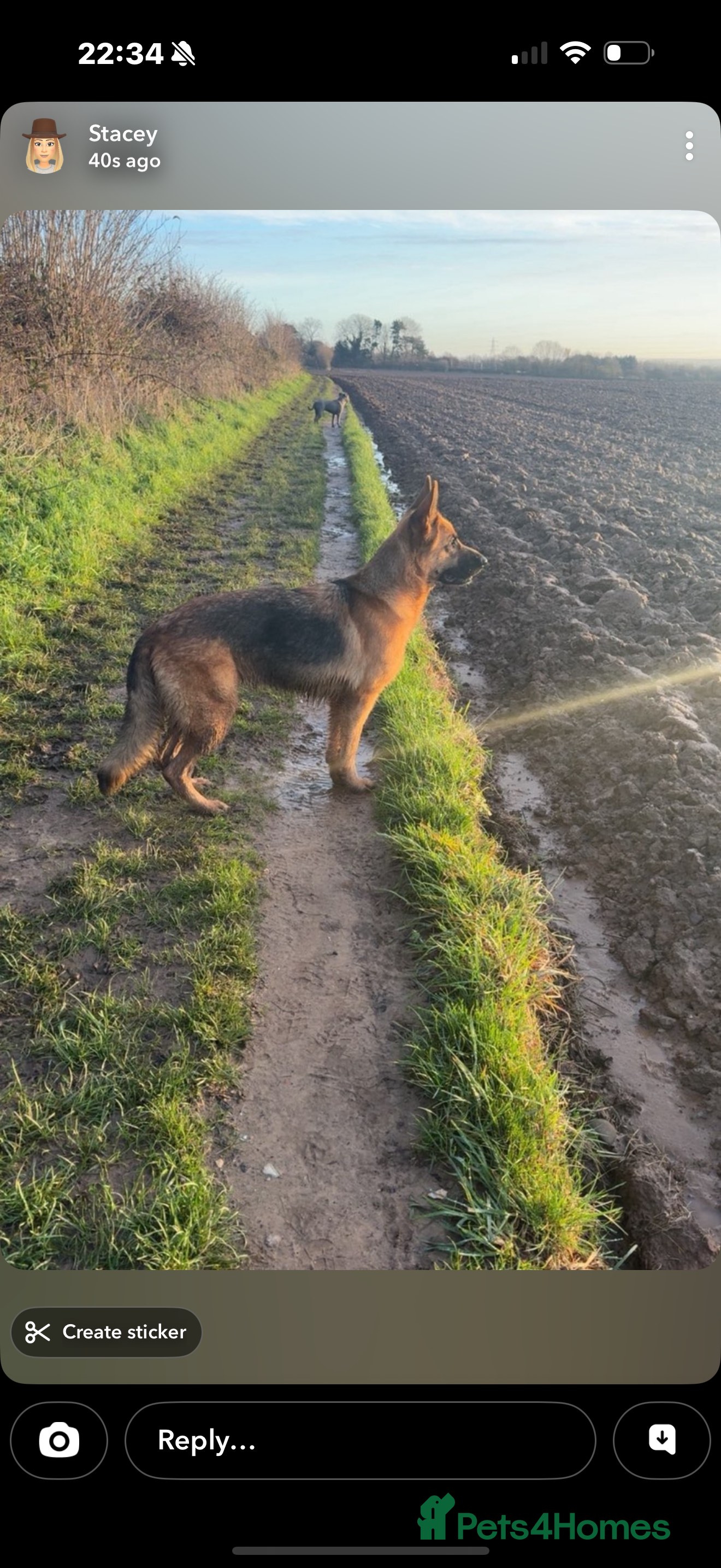 German Shepherd dogs Beautiful German Shepherd girl - Advert 1