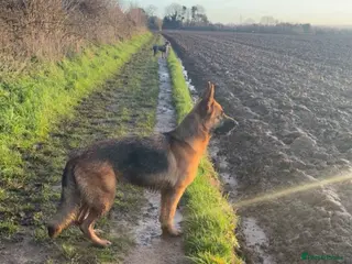 German Shepherd dogs Beautiful German Shepherd girl - Advert 18