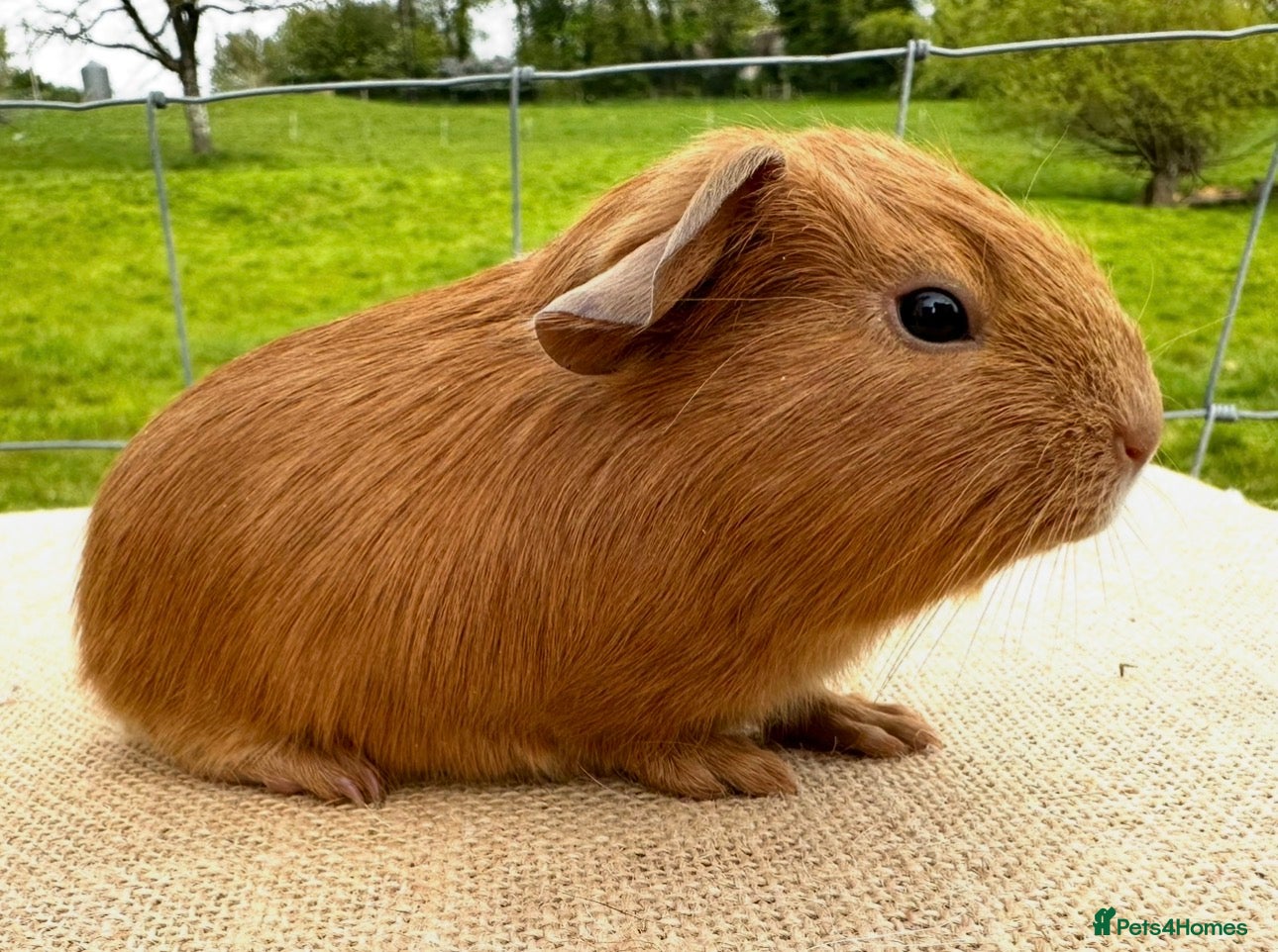 Guinea Pig rodents Pair of pet baby brothers  - Advert 2