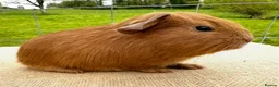 Guinea Pig rodents for sale: Pair of pet baby brothers  - Advert 2