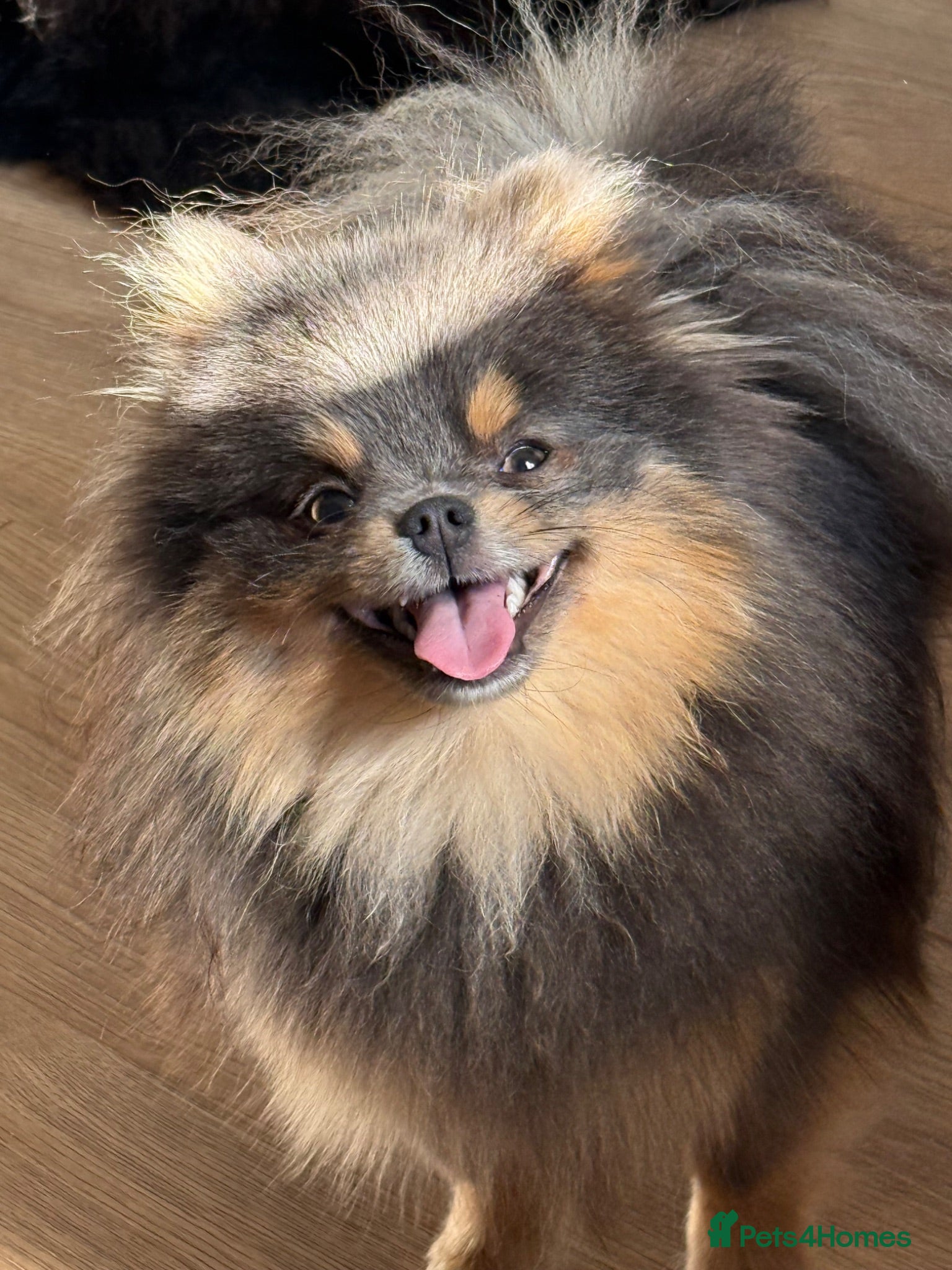 Pomeranian dogs Blue and Tan female Pomeranian  - Advert 2