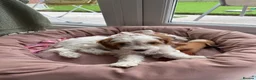 Cockapoo dogs for sale: Gorgeous Cockapoo Puppy  in Hinckley - Advert 7