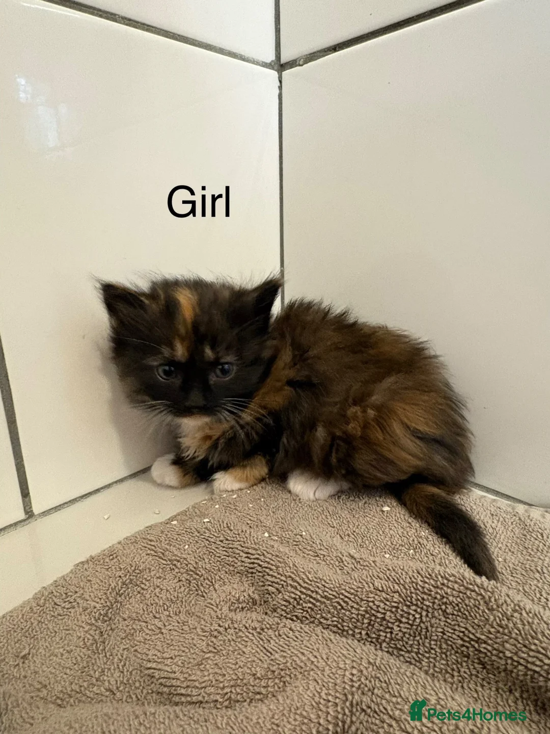 Mixed Breed cats for adoption: Beautiful kittens - Advert 2