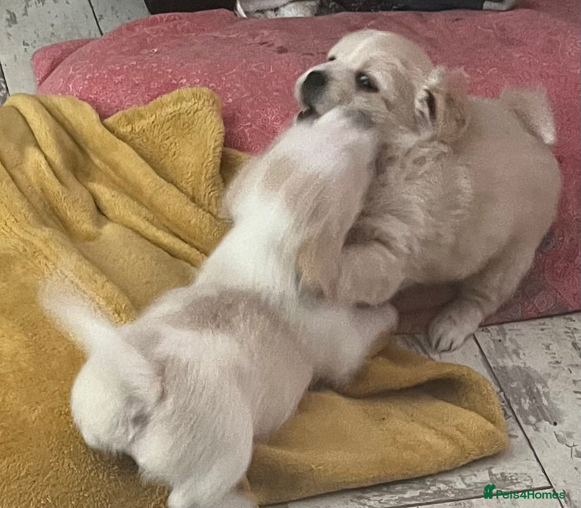 Mixed Breed dogs POMCHI X BABIES - Advert 13