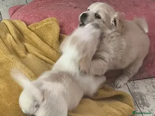 Mixed Breed dogs POMCHI X BABIES - Advert 13