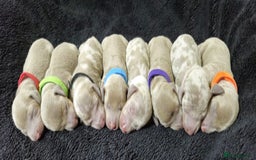 Miniature Dachshund dogs for sale: 🌟QUALITY KC REG & PRA CLR MINIATURE DACHSHUNDS🌟 - Image 2