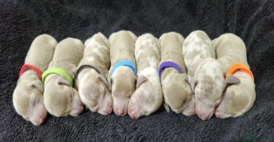 Miniature Dachshund dogs - Advert 3