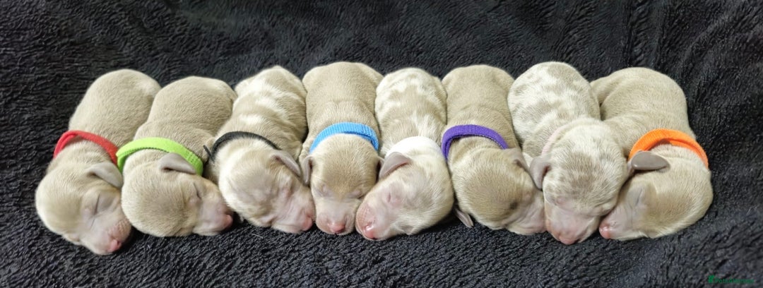 Miniature Dachshund dogs for sale: 🌟QUALITY KC REG & PRA CLR MINIATURE DACHSHUNDS🌟 - Image 2