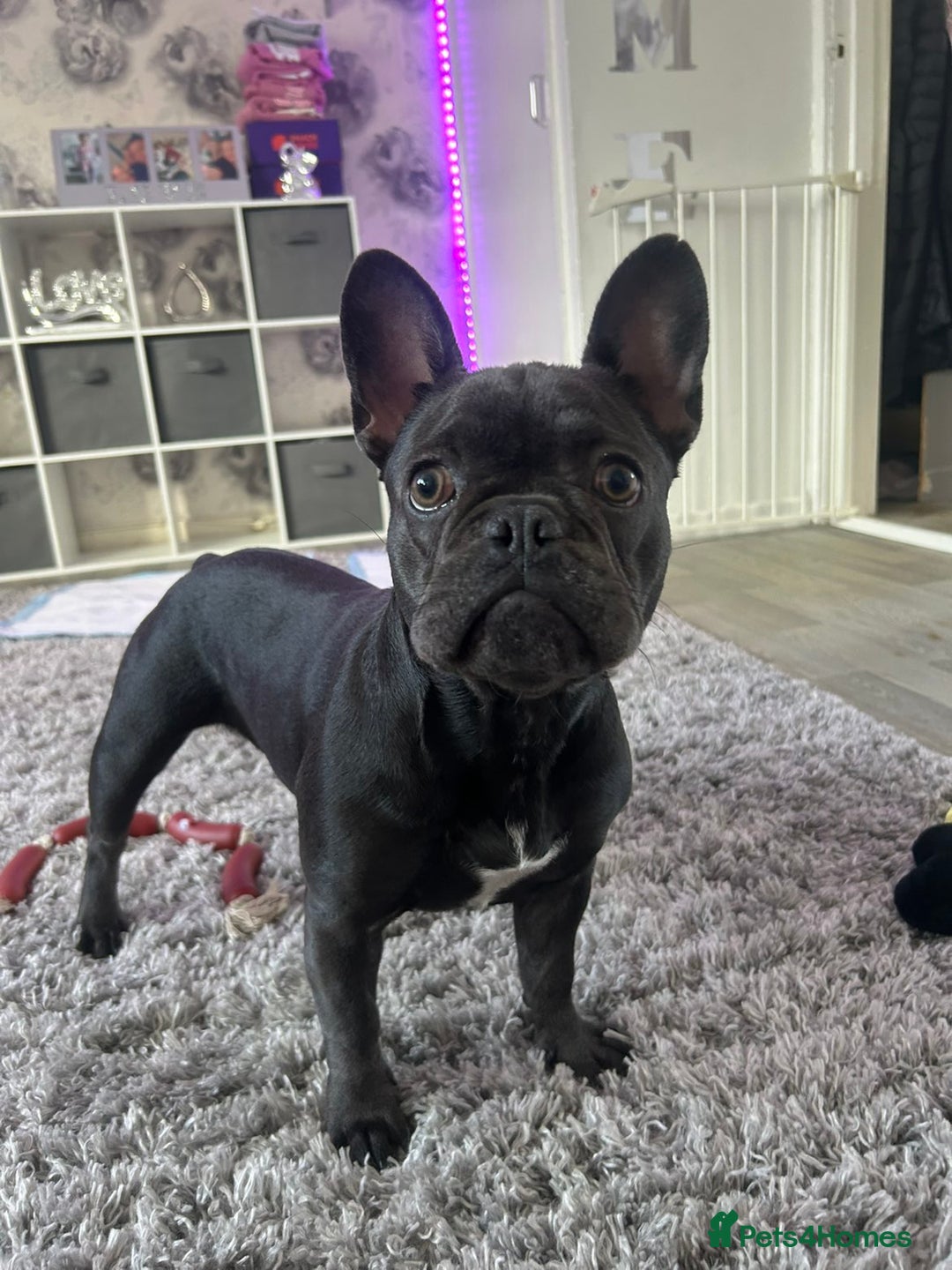French Bulldog dogs for sale: Blue girl French bulldog - Image 1