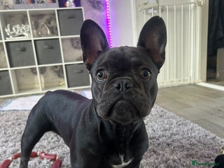 French Bulldog dogs for sale - Advert 1
