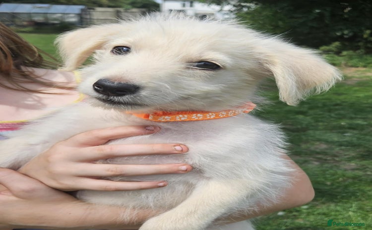 Mixed Breed dogs in Boston - Advert 2