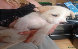 Mixed Breed dogs for sale: Alaskan malamute cross collies puppy's  - Image 3