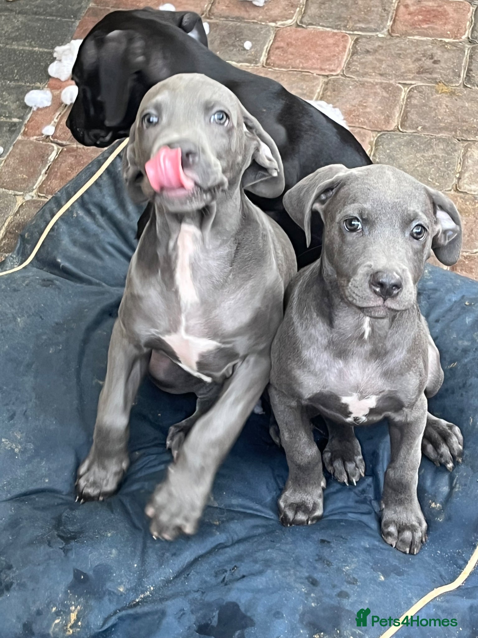 Cane Corso dogs for sale: Cane corso pups, 4 girls 2 boys, black and grey - Advert 3