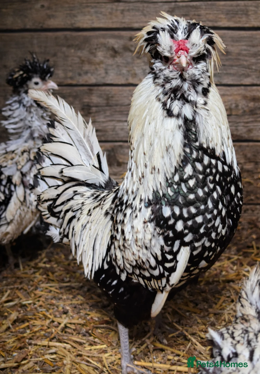 Chickens poultry for sale: Purebred Polish Poland Bantam Hatching Egg - Advert 9