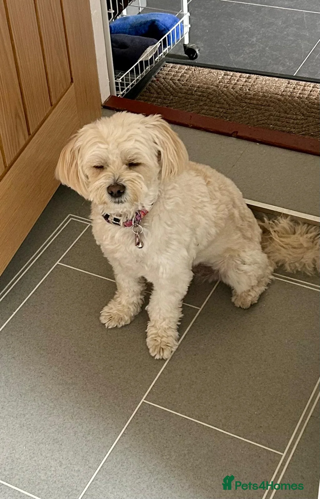 Mixed Breed dogs for adoption: Dixie is a beautiful 3.5 year old Poodle cross - Advert 13
