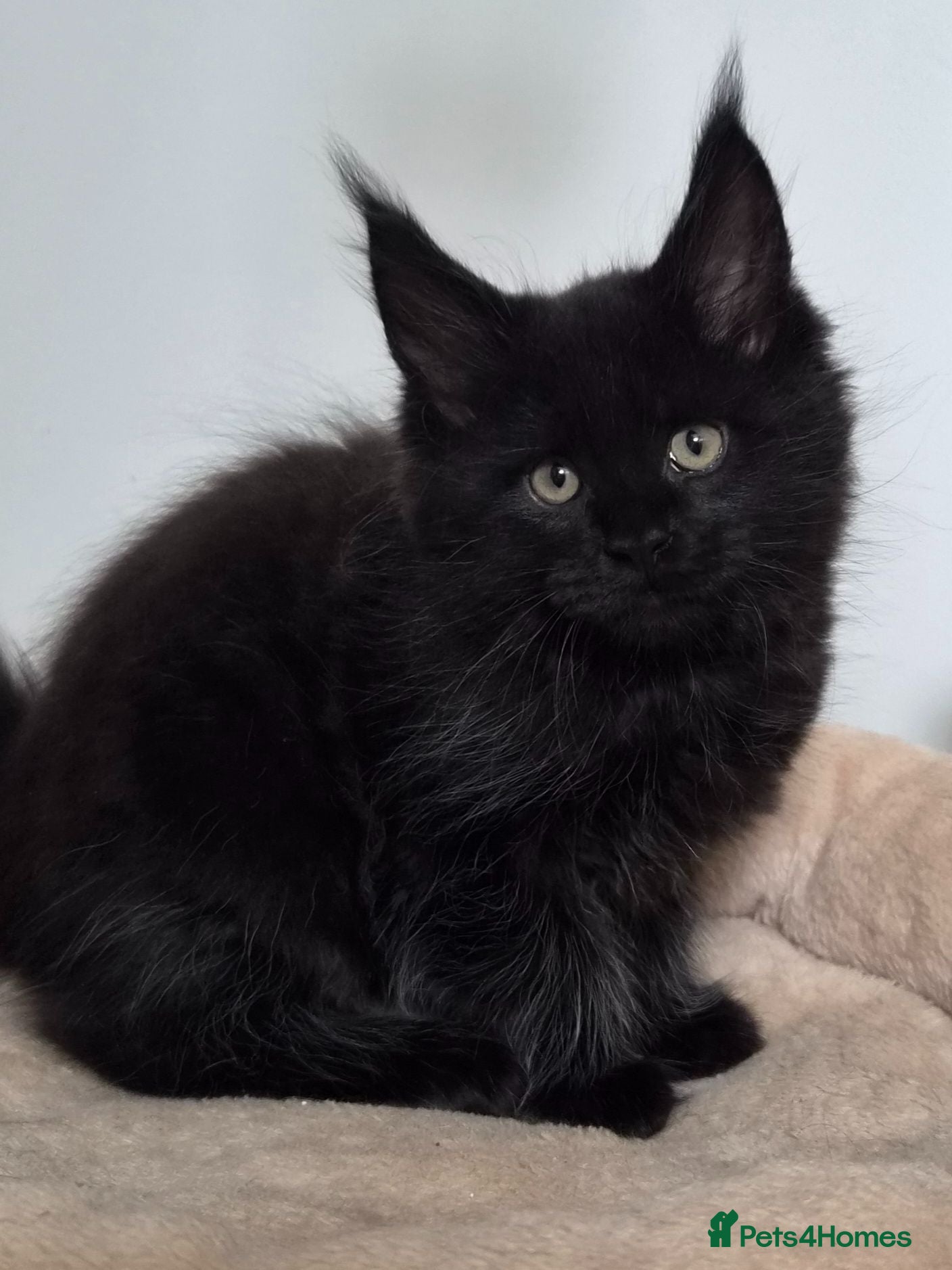 Maine Coon cats TICA REGISTERED MAINE COONS - Advert 1