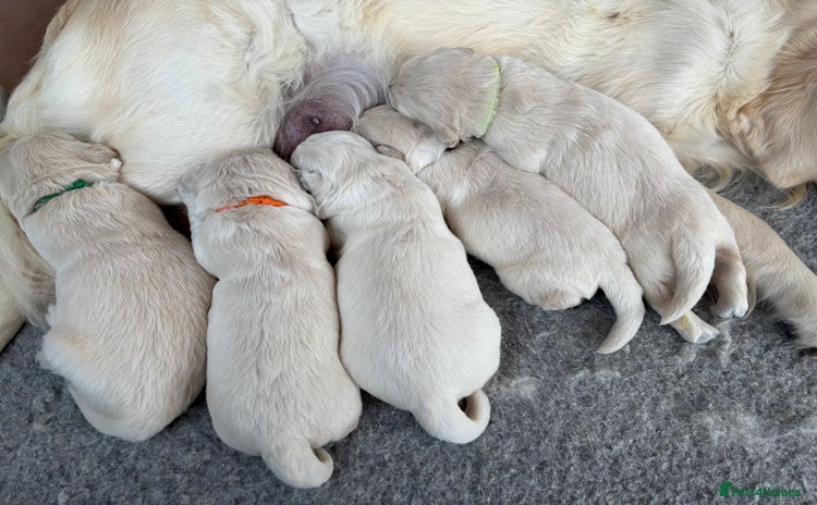 Golden Retriever dogs - Advert 2