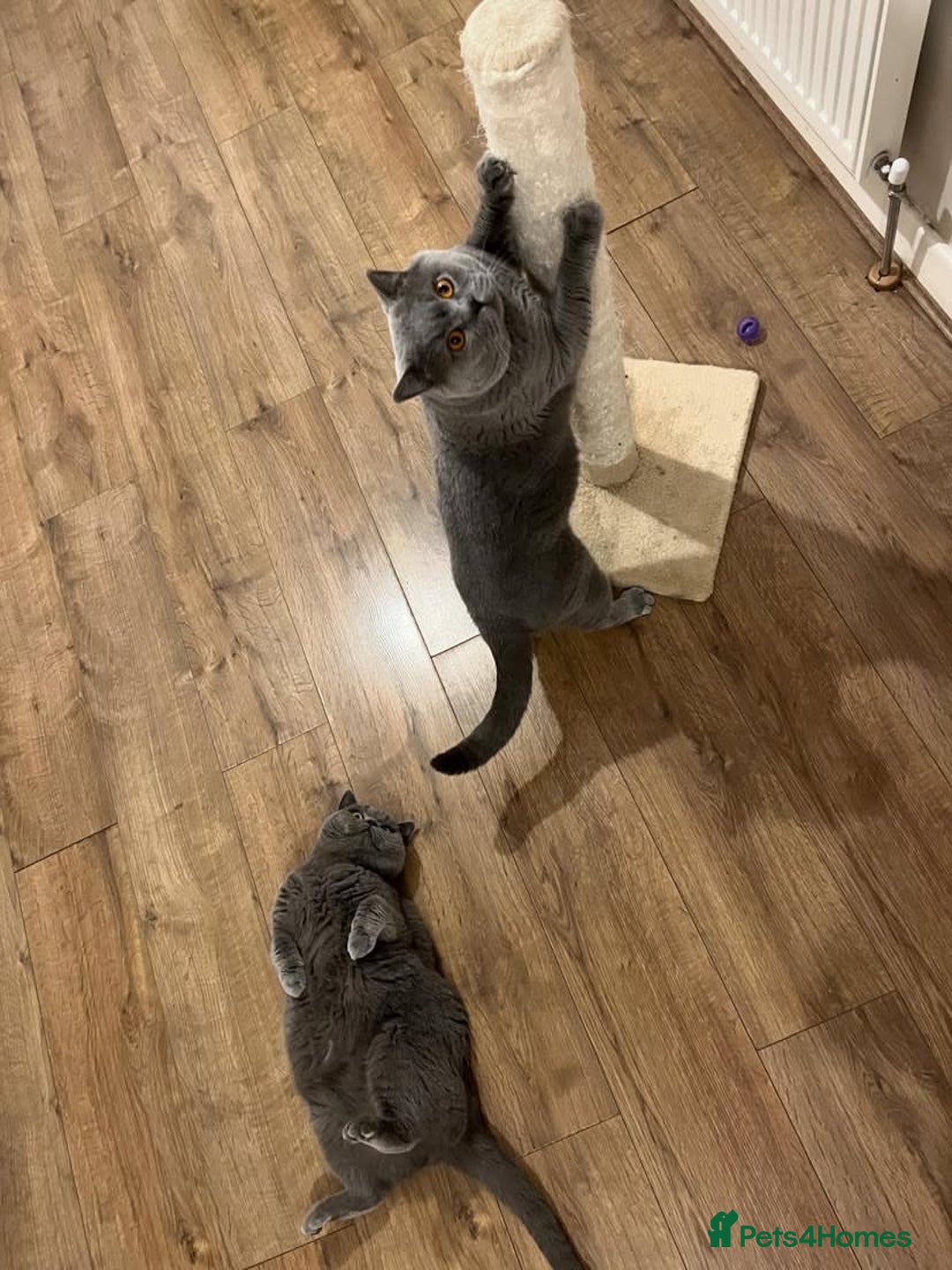 British Shorthair cats for sale: GCCF Due! British Shorthair Kittens in Salford - Image 2