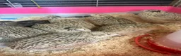 Quail poultry for sale: Coturnix, CPQ and bobwhite quails - Advert 6