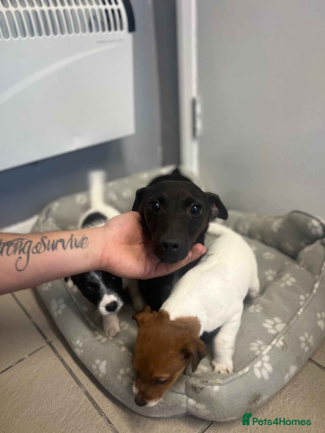 Jack Russell dogs for sale: 2 beautiful pups for sale  - Image 3