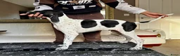 Pointer dogs for sale: Gorgeous Pedigree Pointer Pups - Advert 4