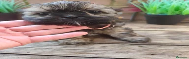 Shih Tzu 5