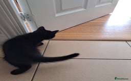 Mixed Breed cats for sale: Three playful kittens in search of forever home. - Image 9