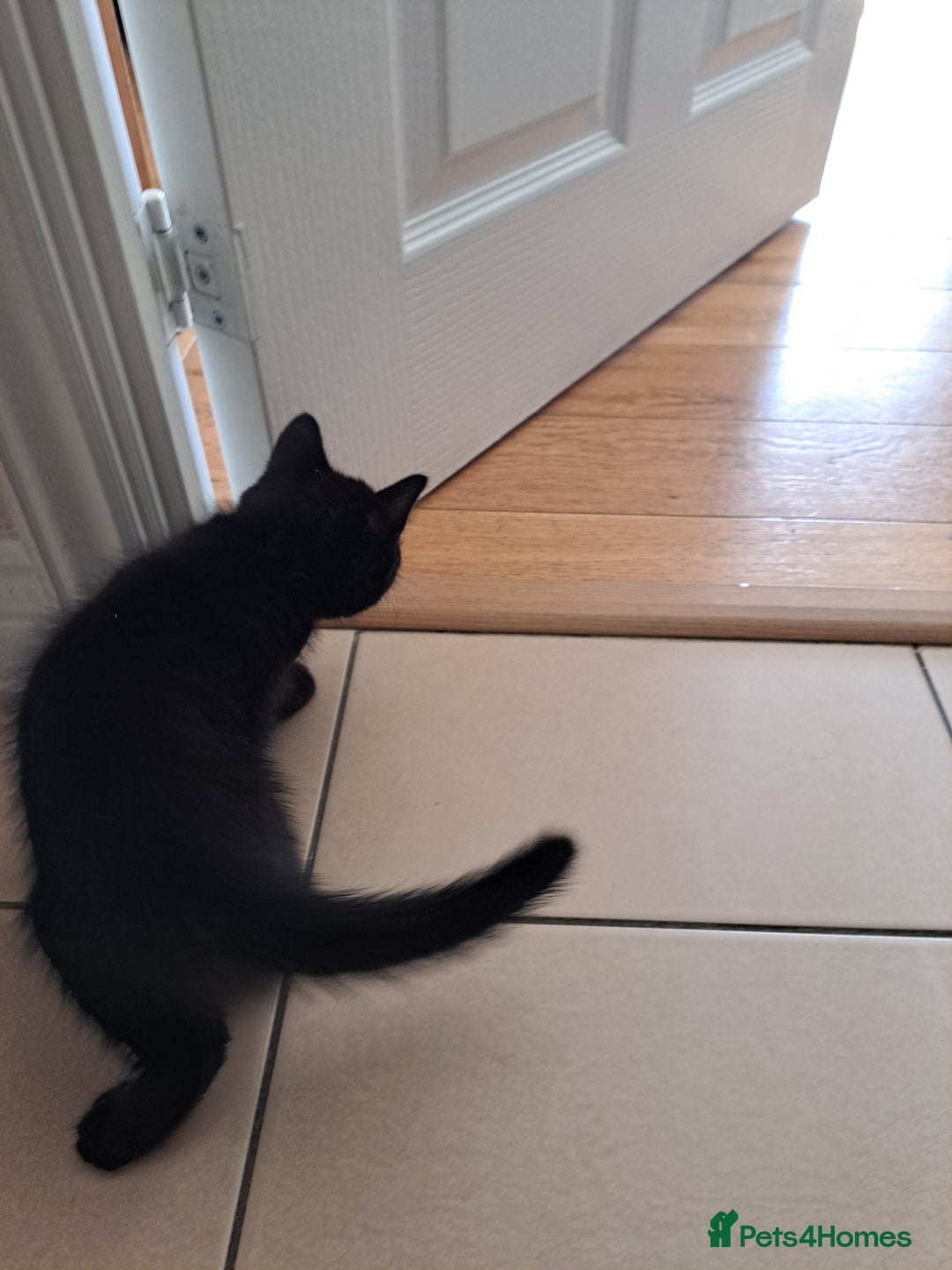 Mixed Breed cats for sale: Three playful kittens in search of forever home. - Image 9