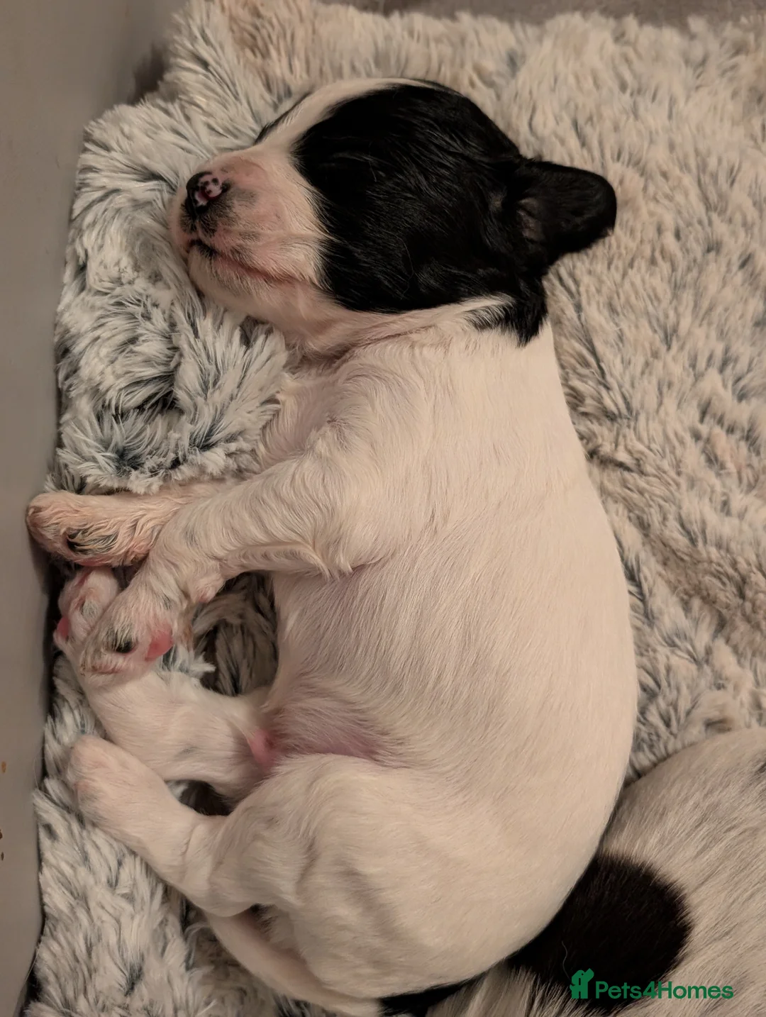 Sprocker dogs for sale: Stunning Sprocker Puppies  - Advert 5