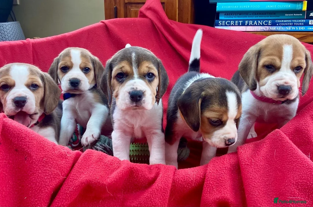Beagle dogs for sale: Beautiful Beagle puppies for sale  - Advert 1